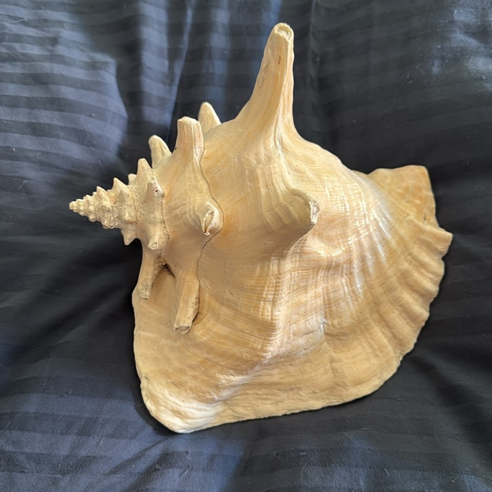 Large Queen Conch Shell Natural - Picture 1 of 6